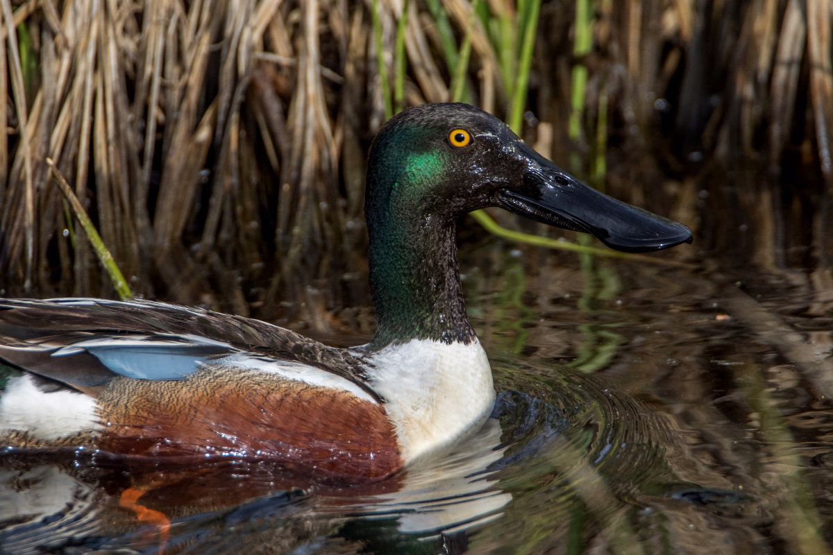 Northern Shoveler