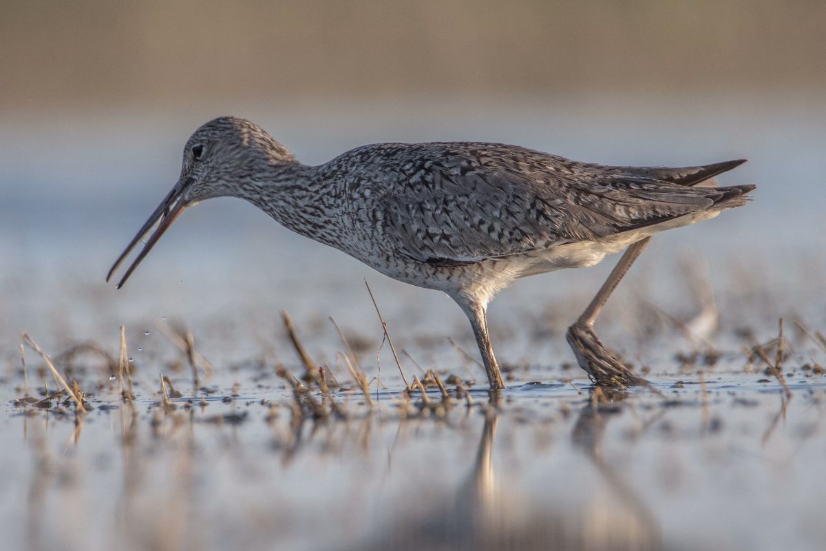 Willet