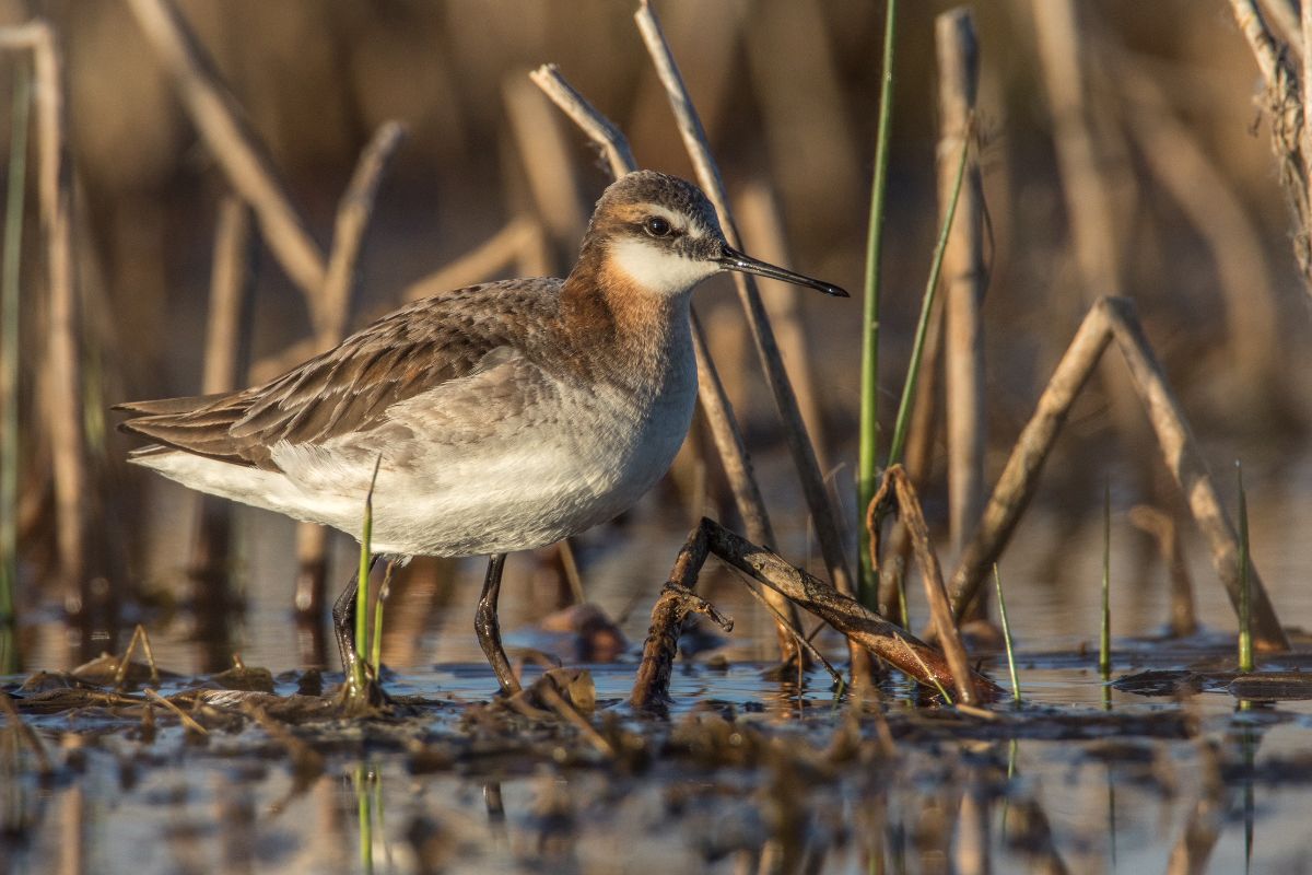 Wilson's Phalarope