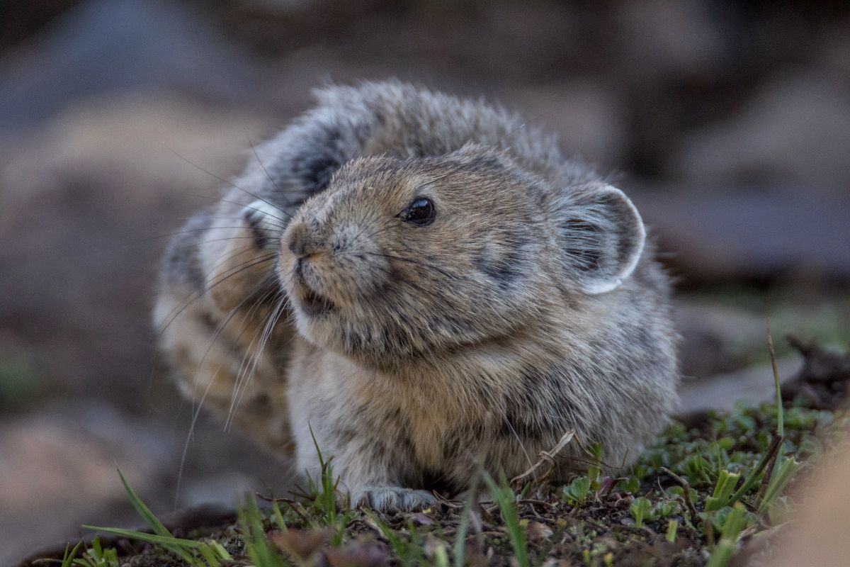 Pika