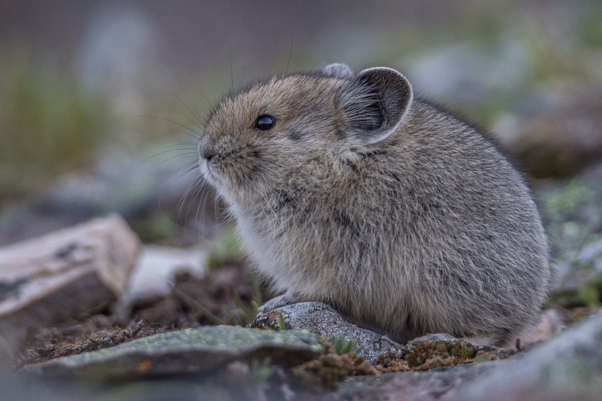 Pika