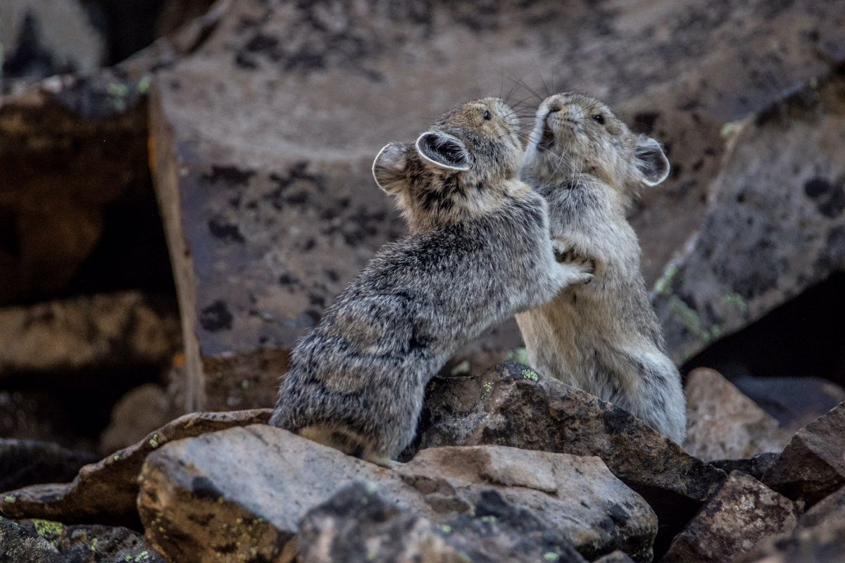 Pika