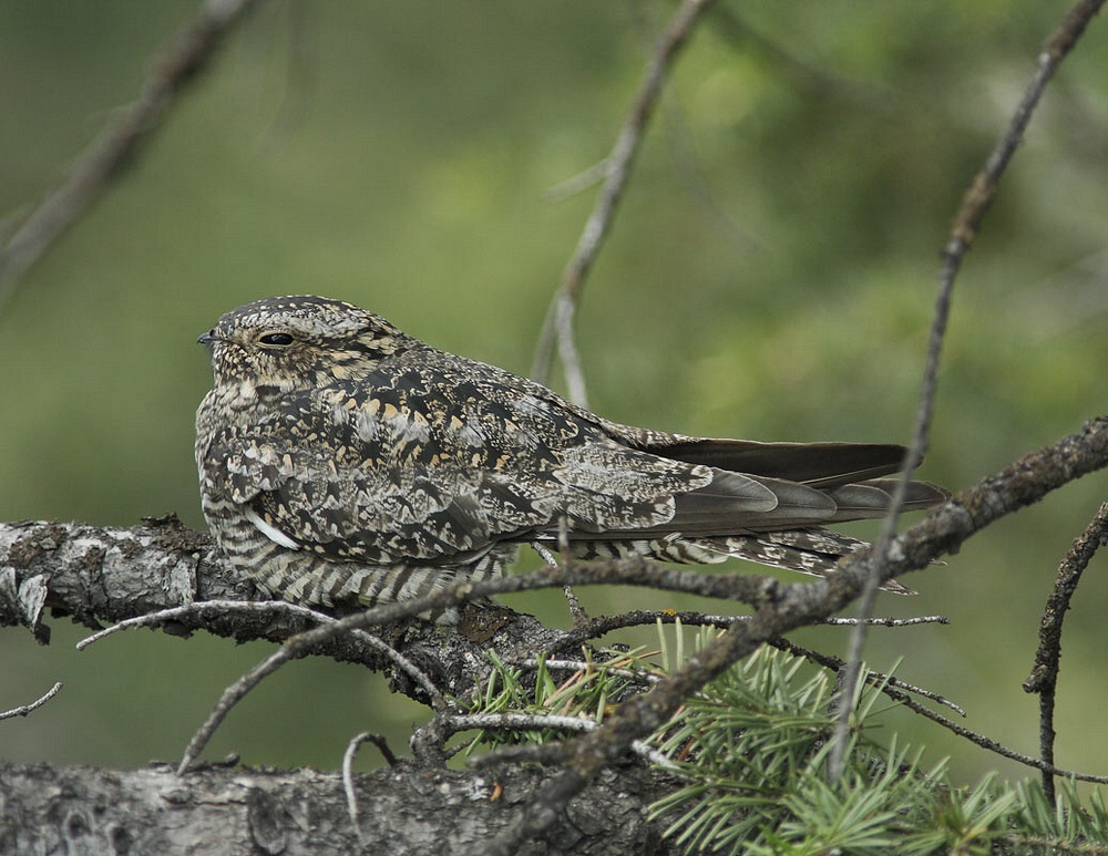 Common Nighthawk