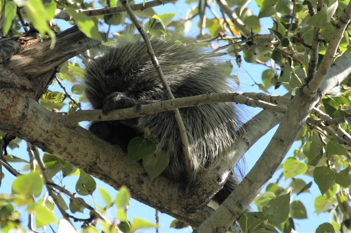 Porcupine