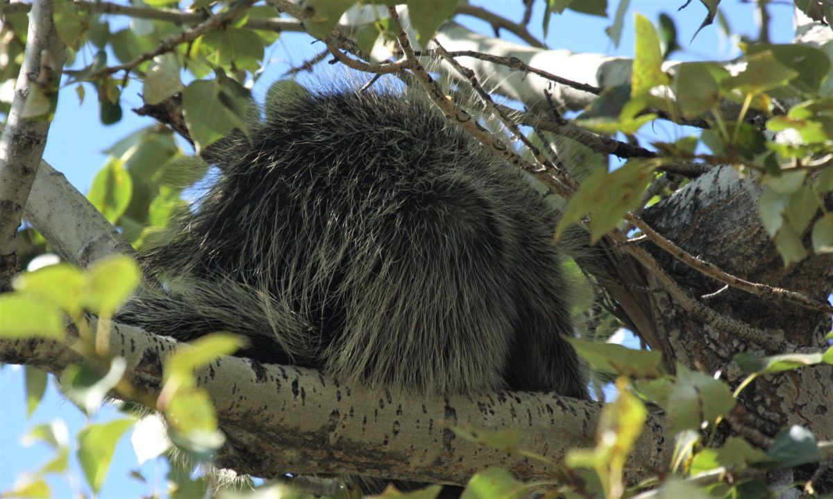 Porcupine