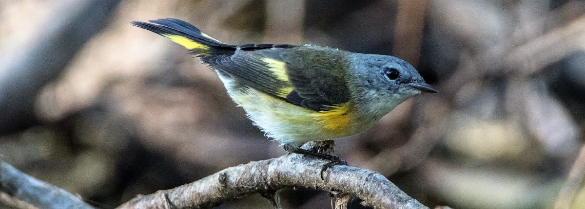 American Redstart