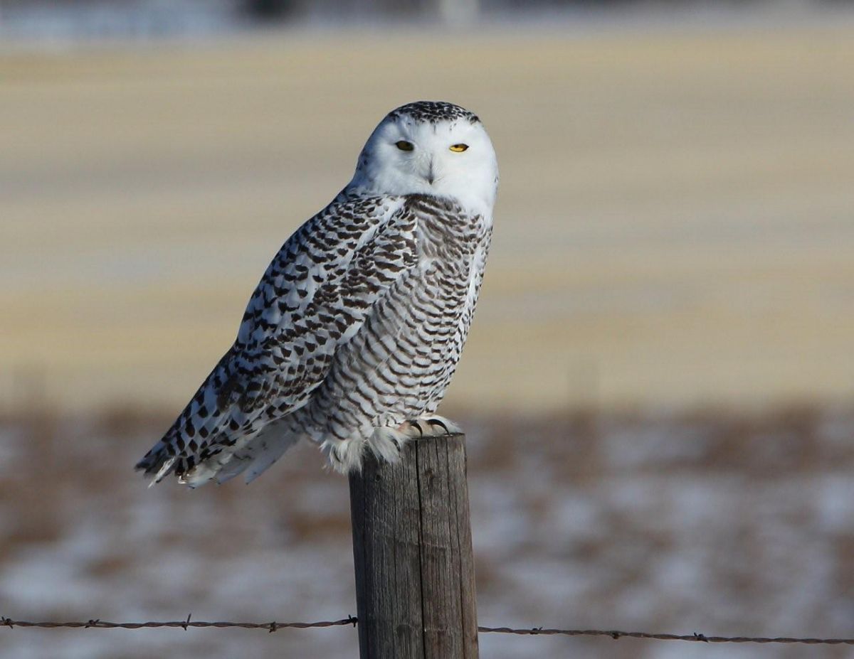 Snowy Owl