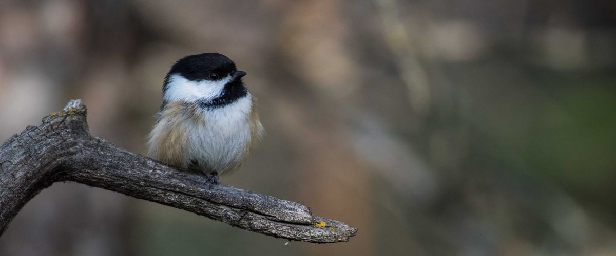 Black-capped Chickadee