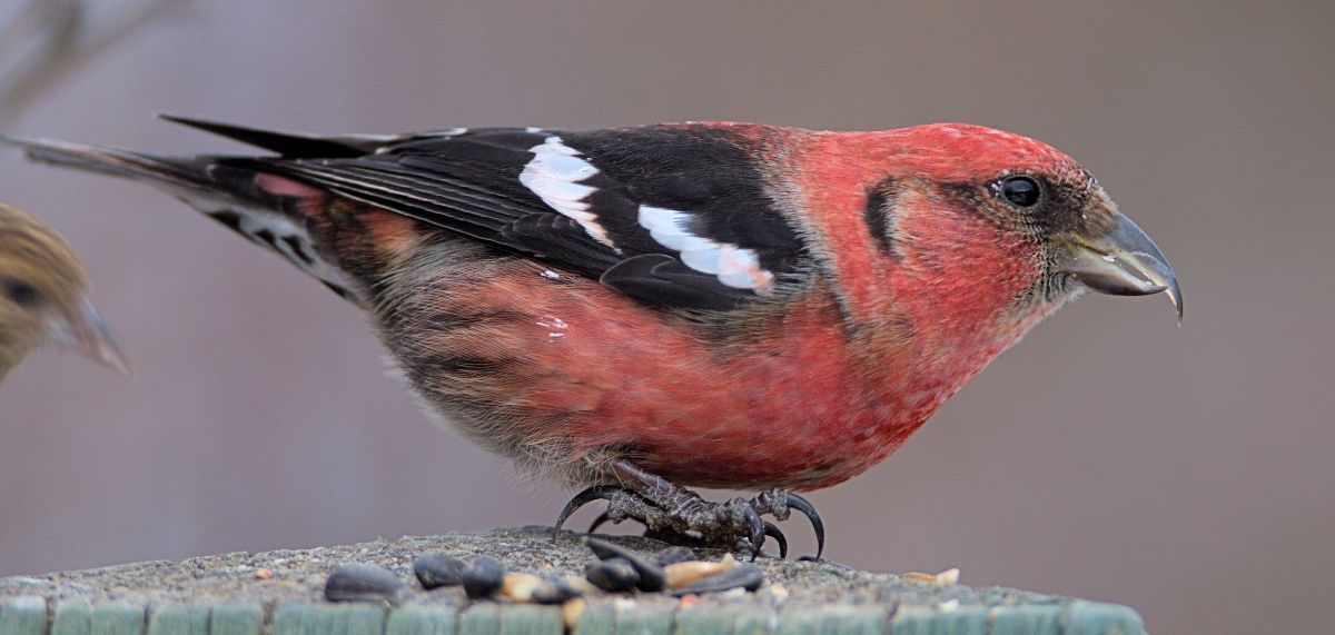 White-winged Crossbill