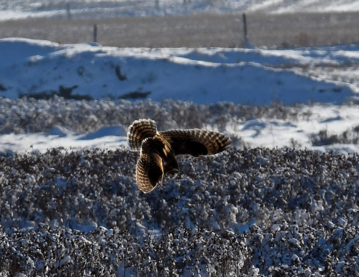 Short-eared Owl