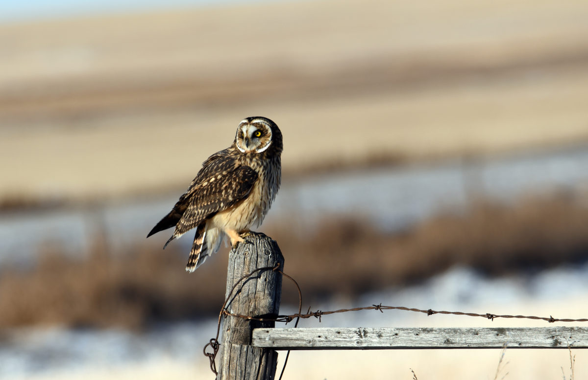 Short-eared Owl