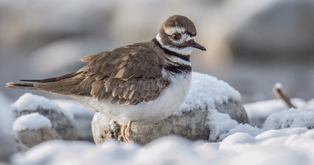 Killdeer