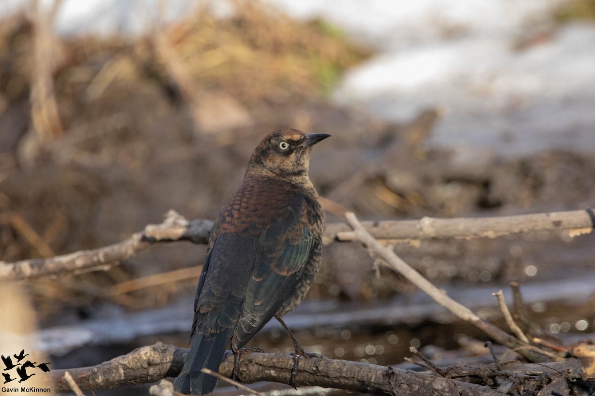 Popular Birds In Calgary