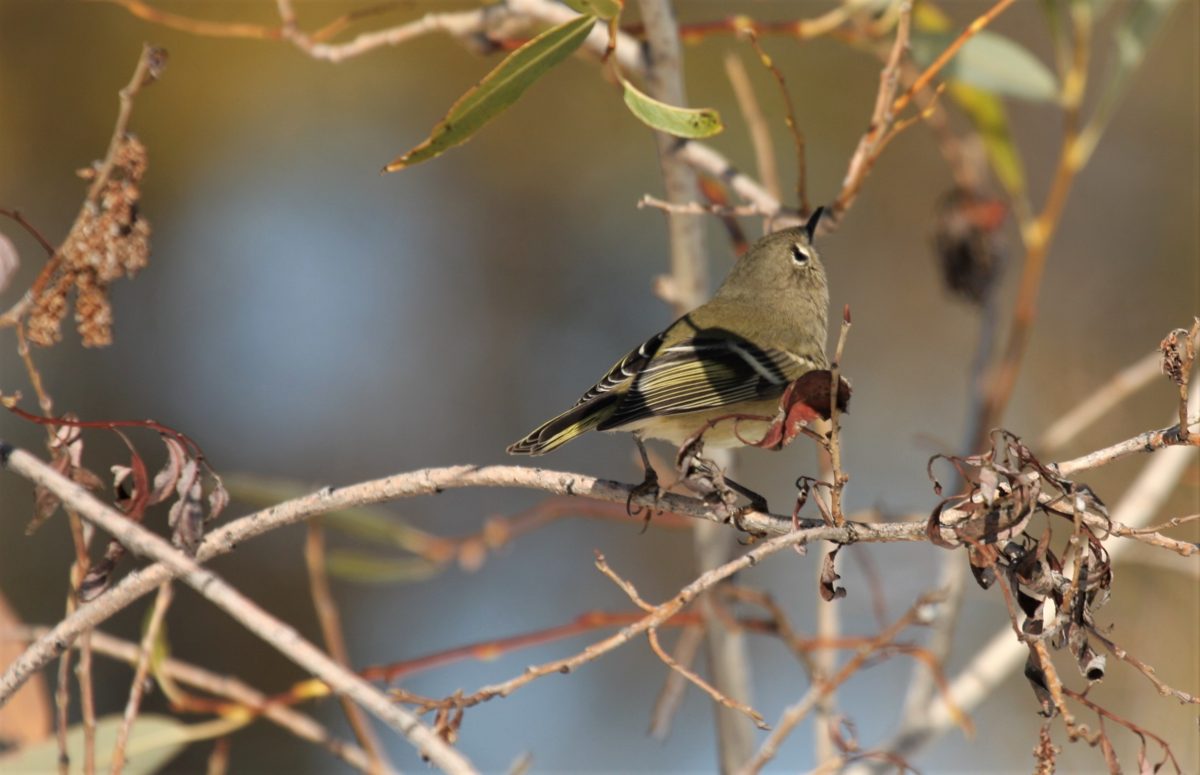 Ruby-crowned Kinglet