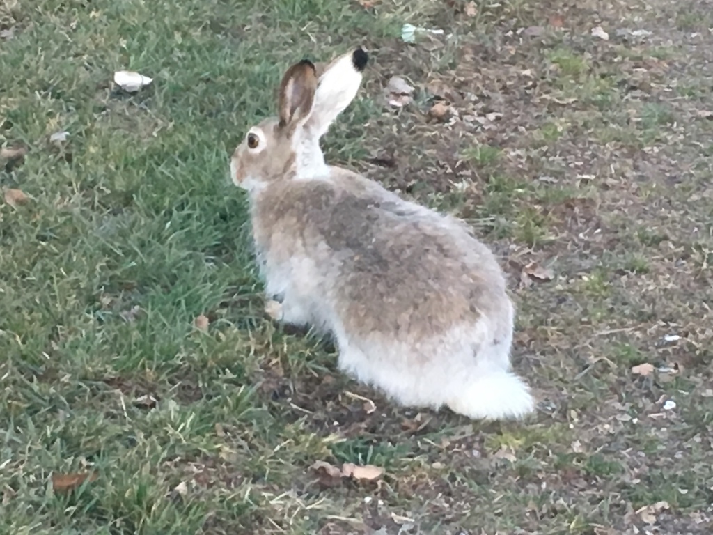 White-tailed Jackrabbit