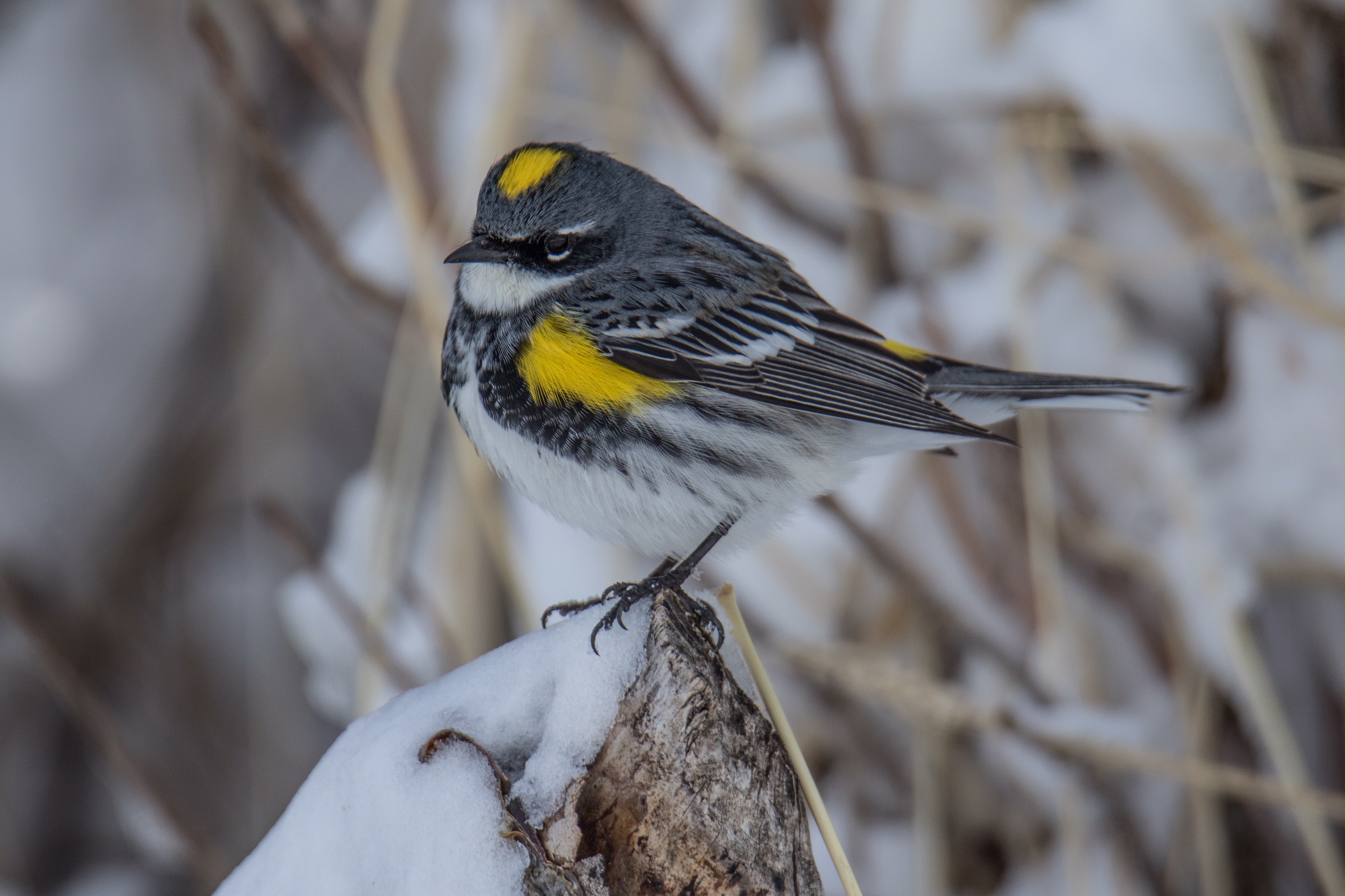 image6-birds-calgary