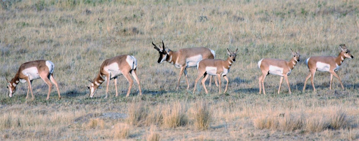 Pronghorn