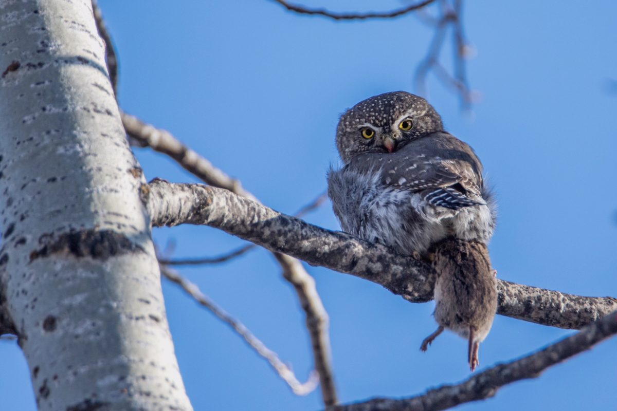 Northern Pygmy-Owl