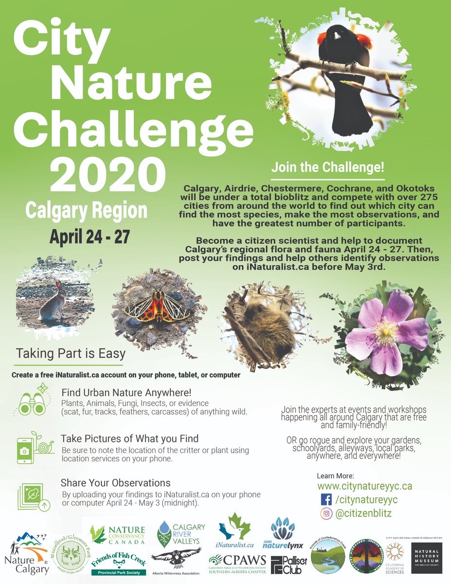 Calgary City Nature Challenge