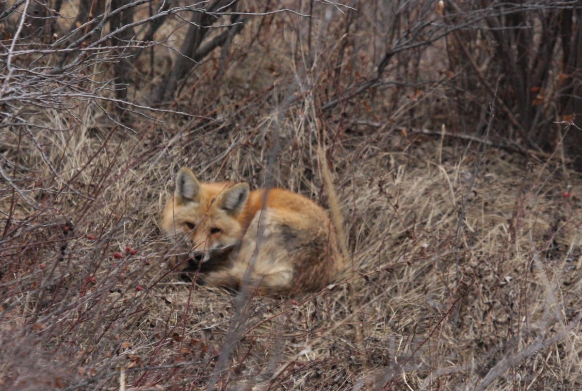 Red Fox