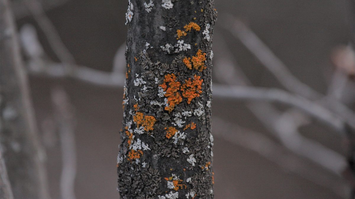 Lichen