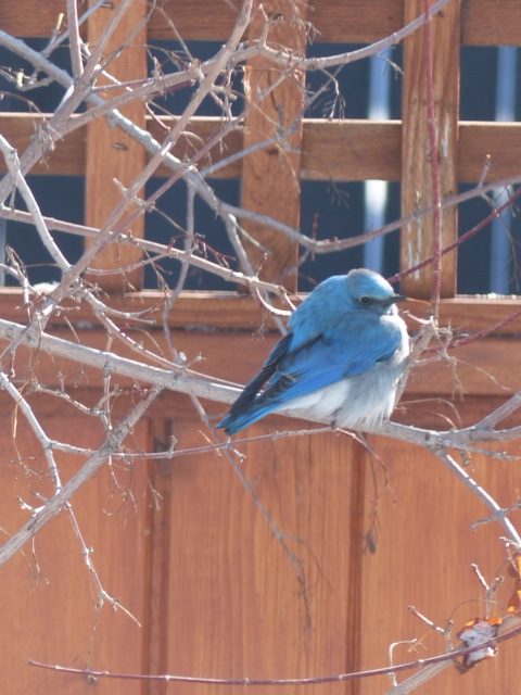 Mountain Bluebird
