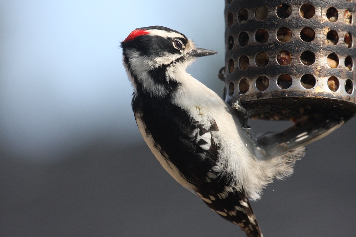 Downy Woodpecker