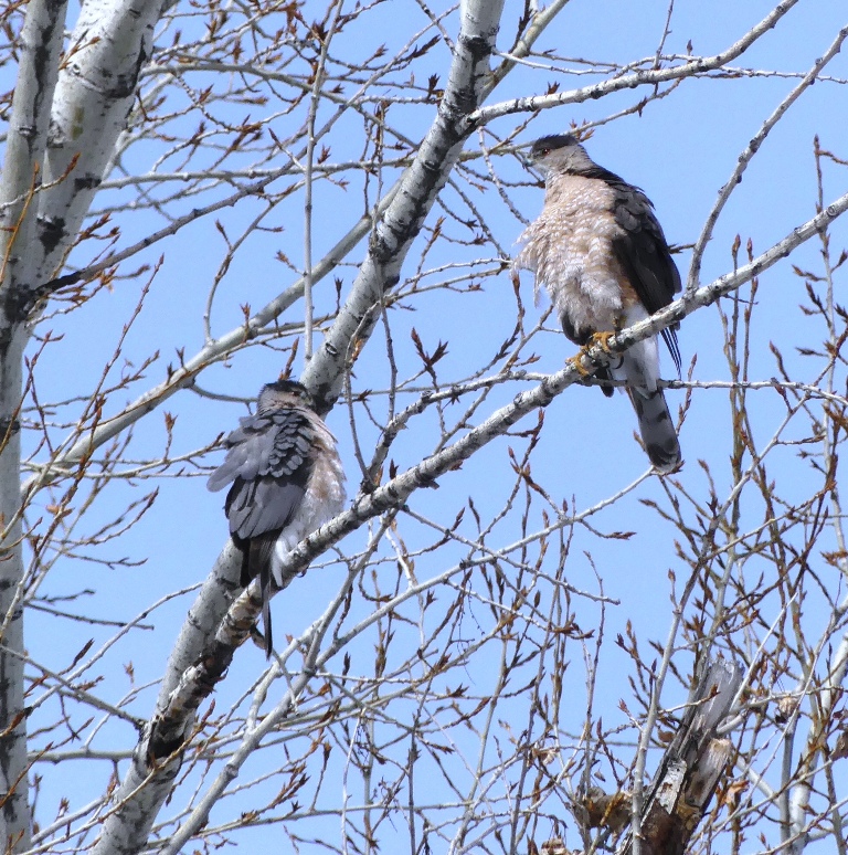 Cooper's Hawk