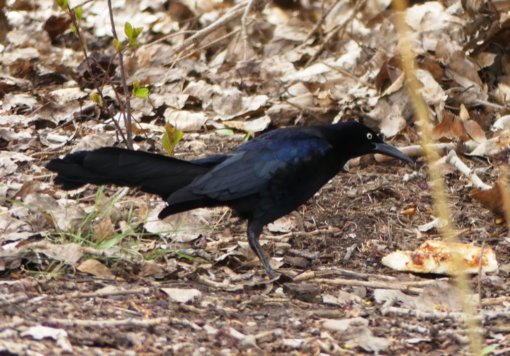 Great-tailed Grackle