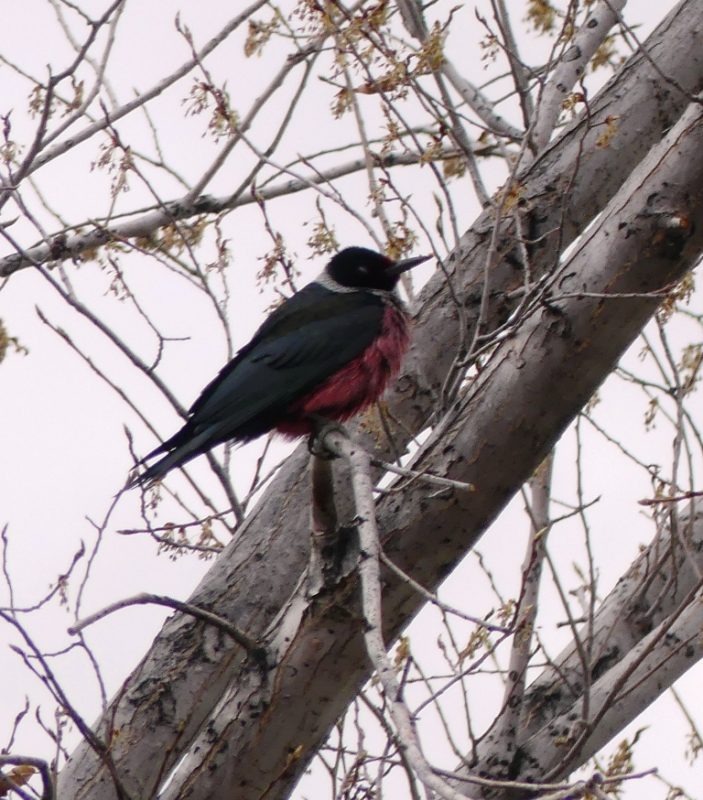 Lewis's Woodpecker