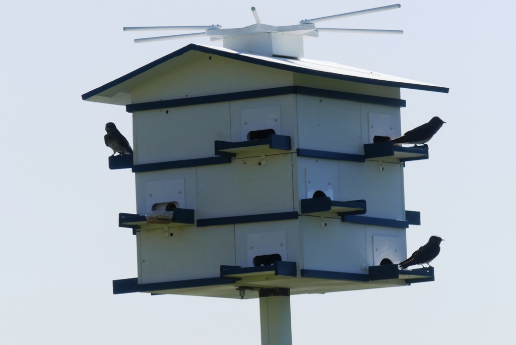 Purple Martin