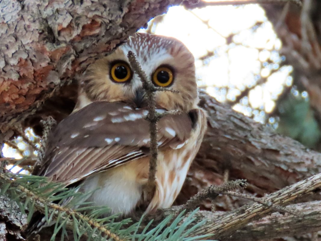 Northern Saw-whet Owl