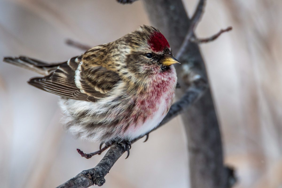 Common Redpoll