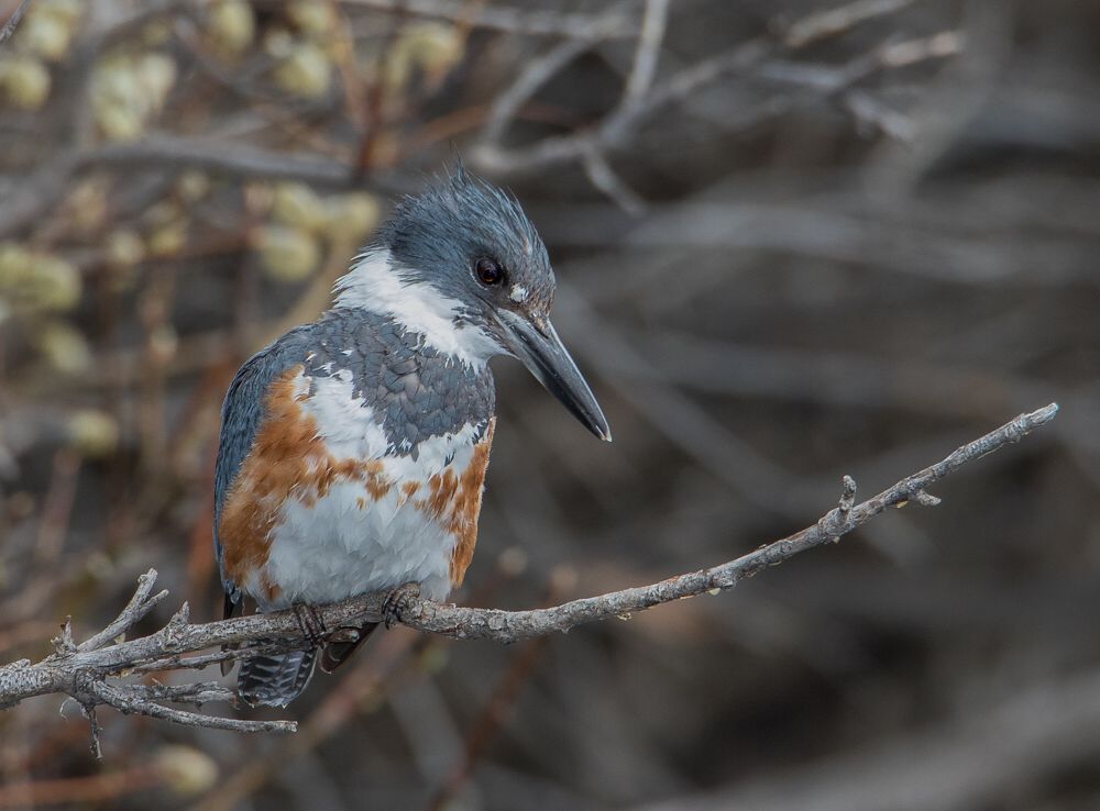 alberta-birds-archives-birds-calgary