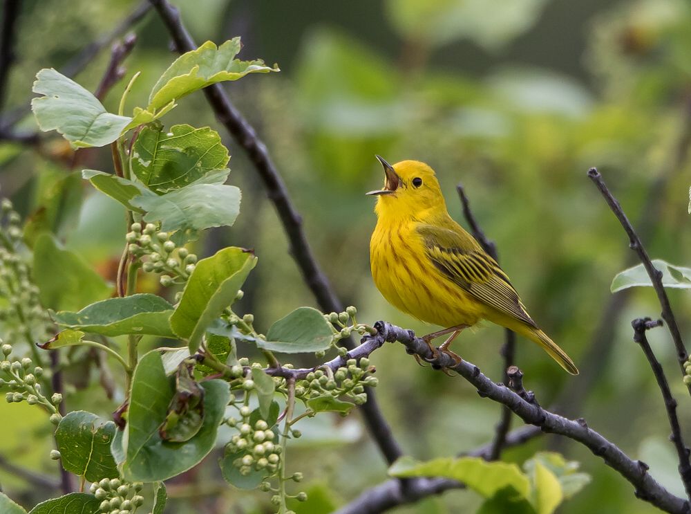 Yellow Warbler