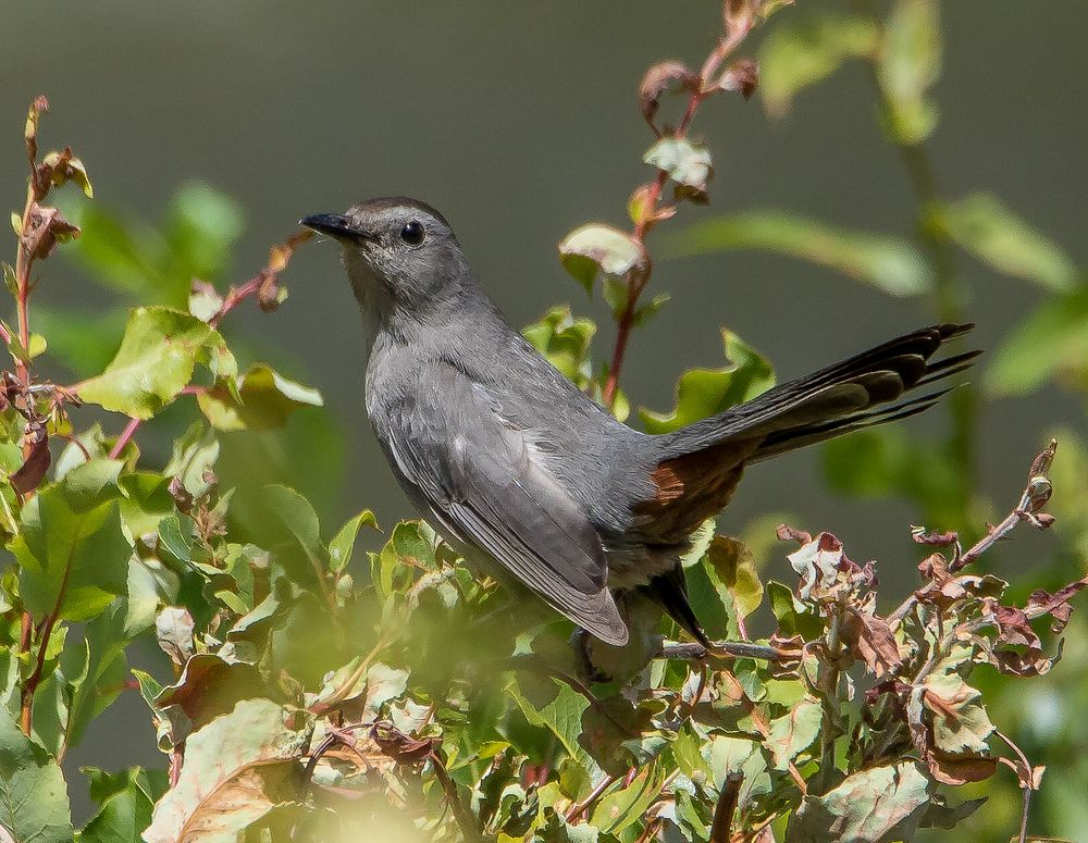 Gray Catbird