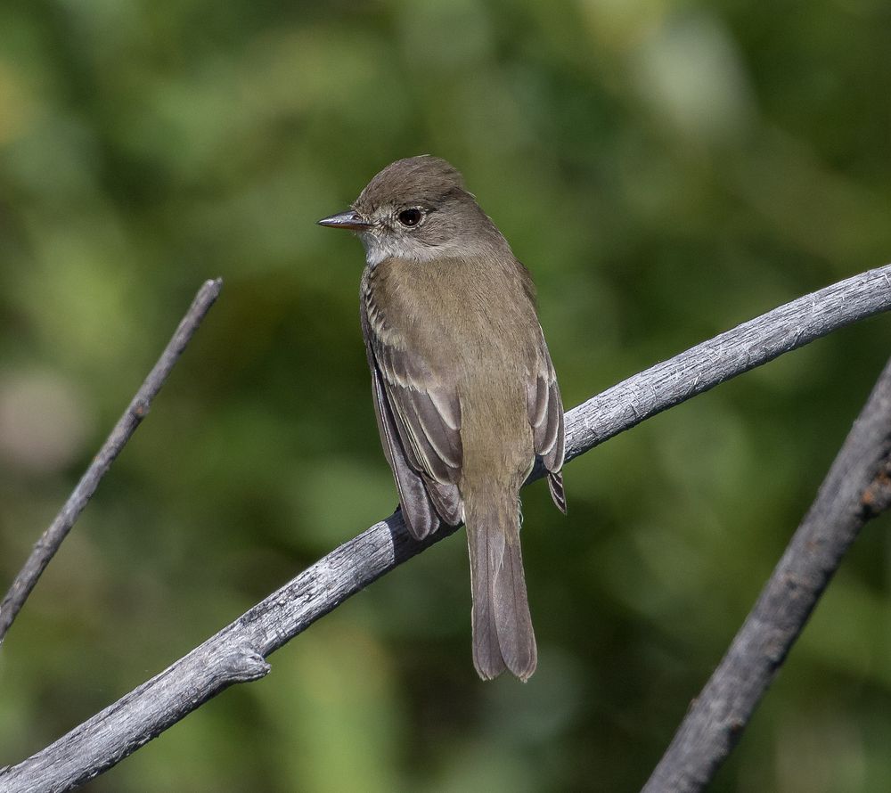 Empidonax Flycatcher