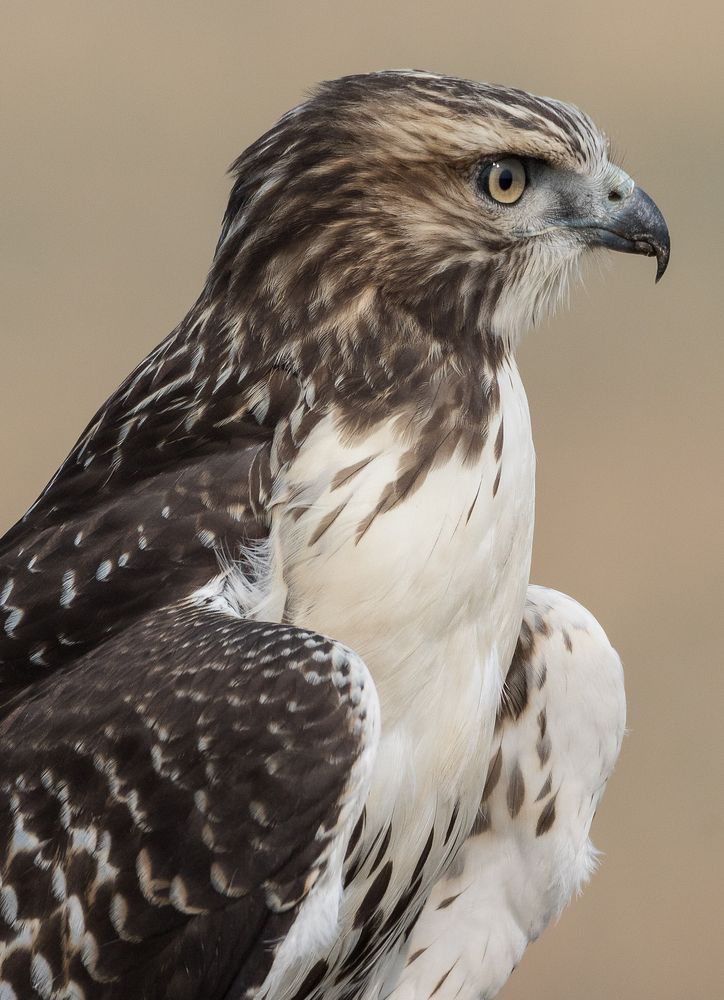 Red-tailed Hawk