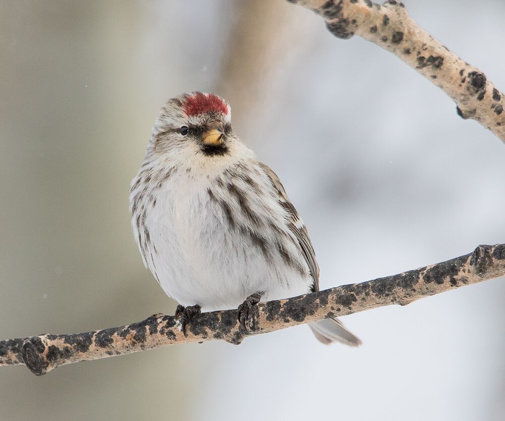 Common Redpoll