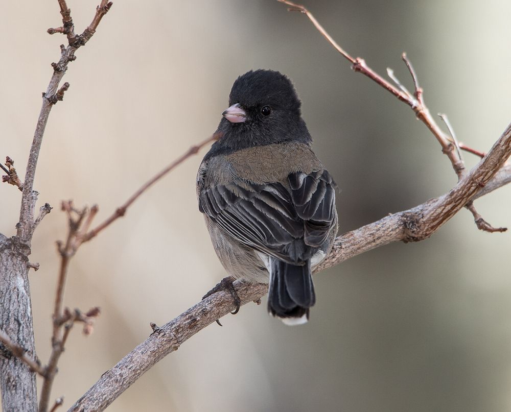 Dark-eyed Junco