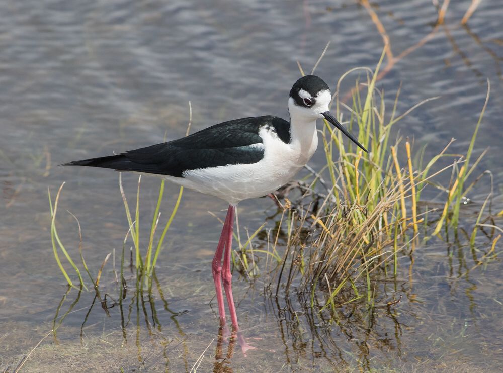 Black-necked Stilt