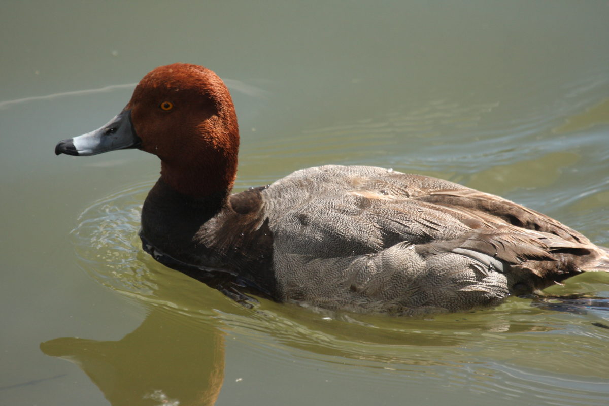 Redhead