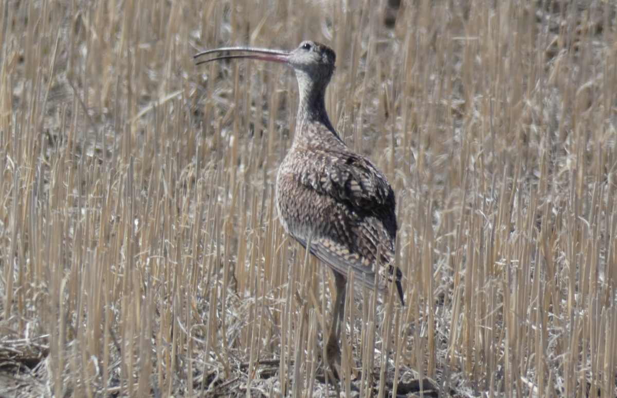 Long-billed Curlew