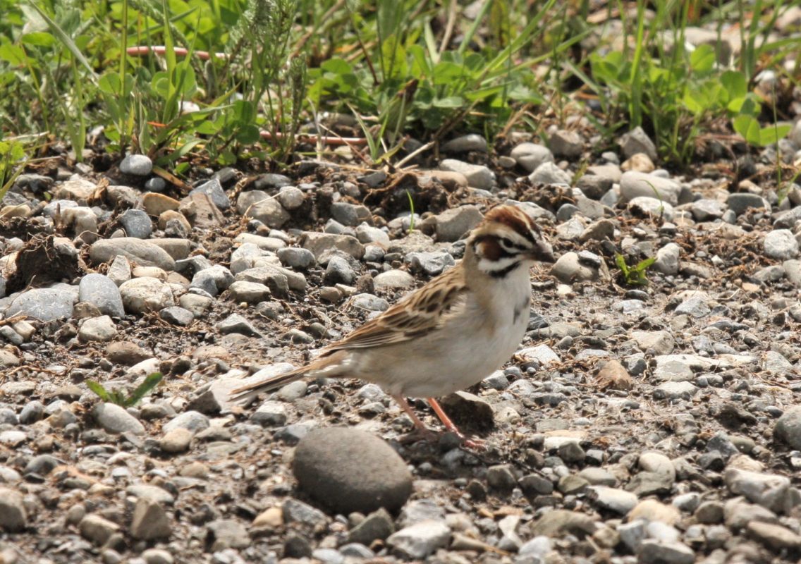 Lark Sparrow