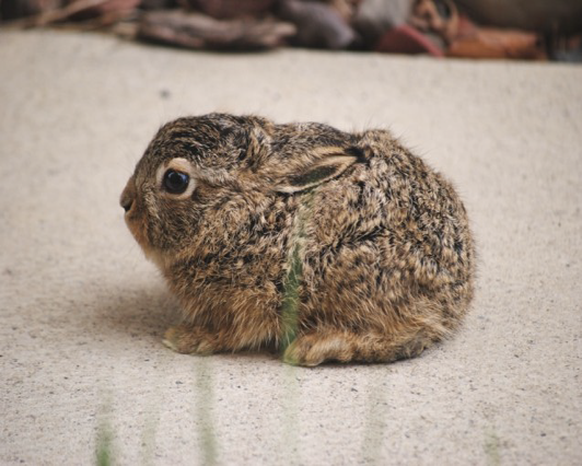 Its Baby Hare Season  Dont Pick Them Up!