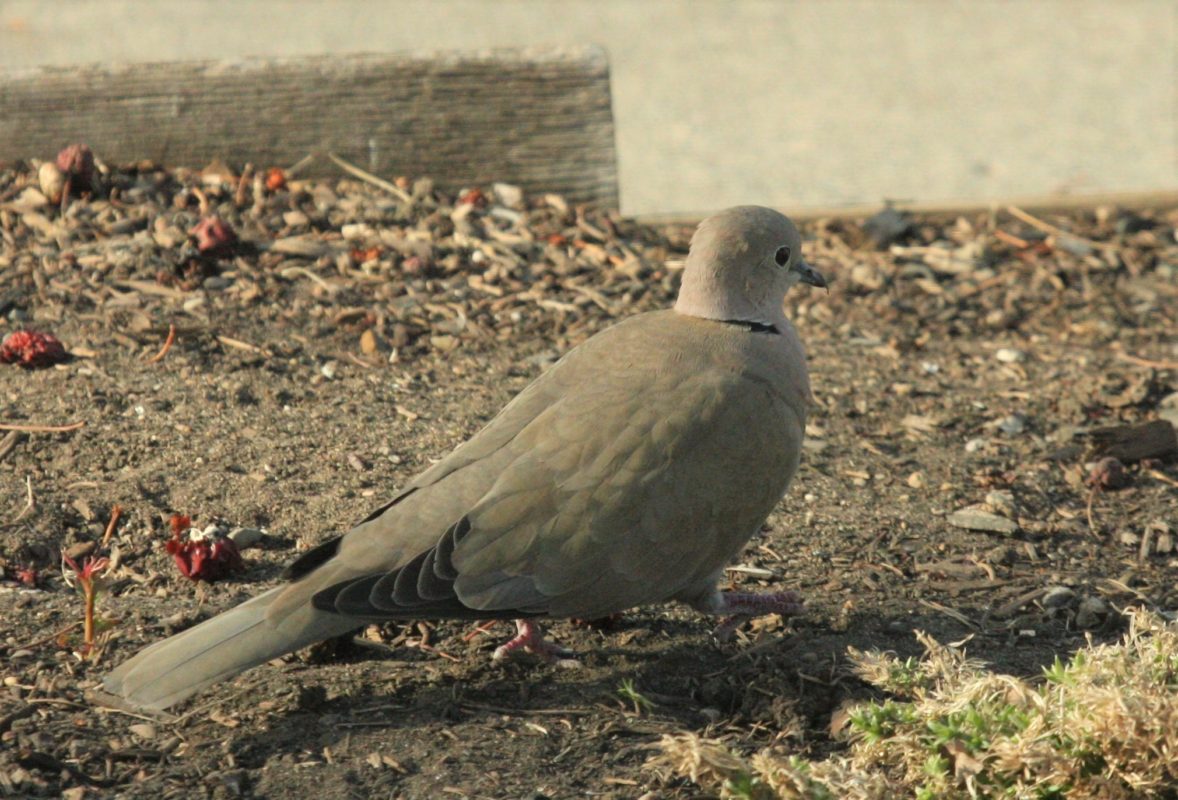 Eurasian Collared-Dove