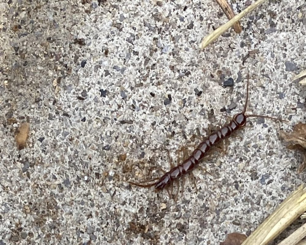 centipede