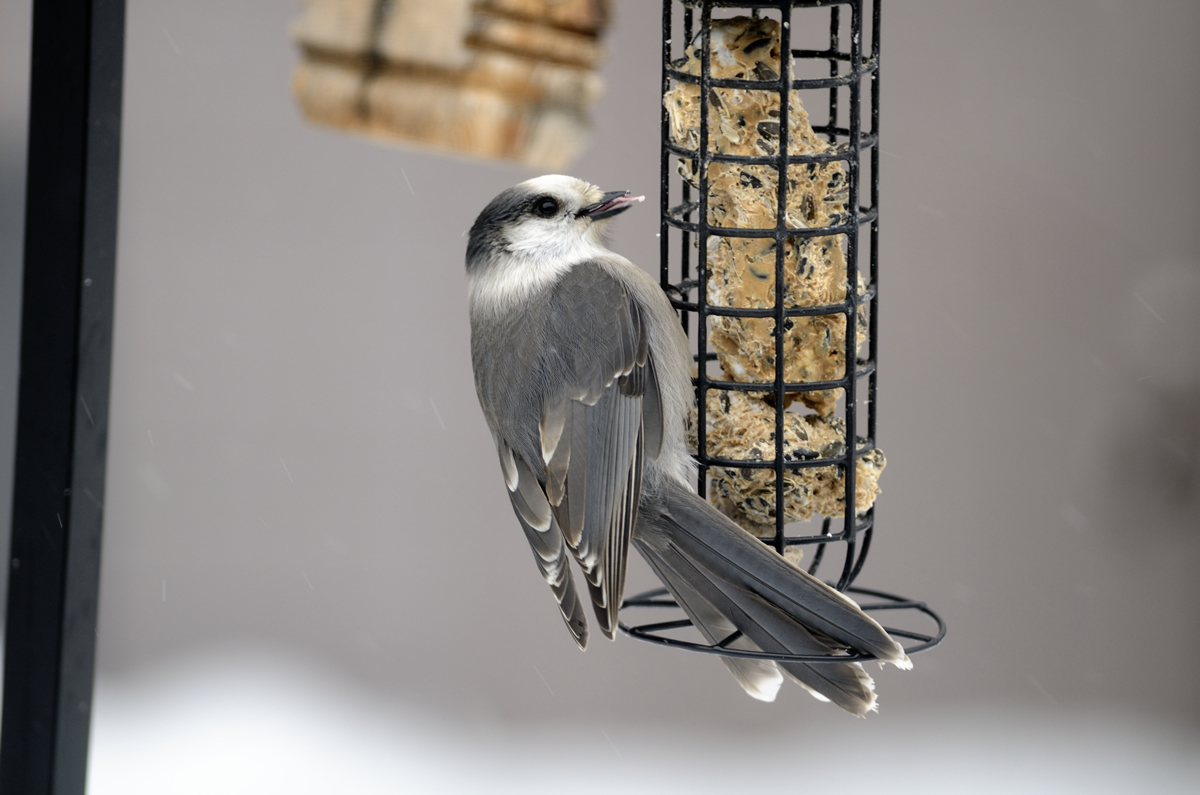 Should the Canada Jay be Named our Country’s Official Bird?