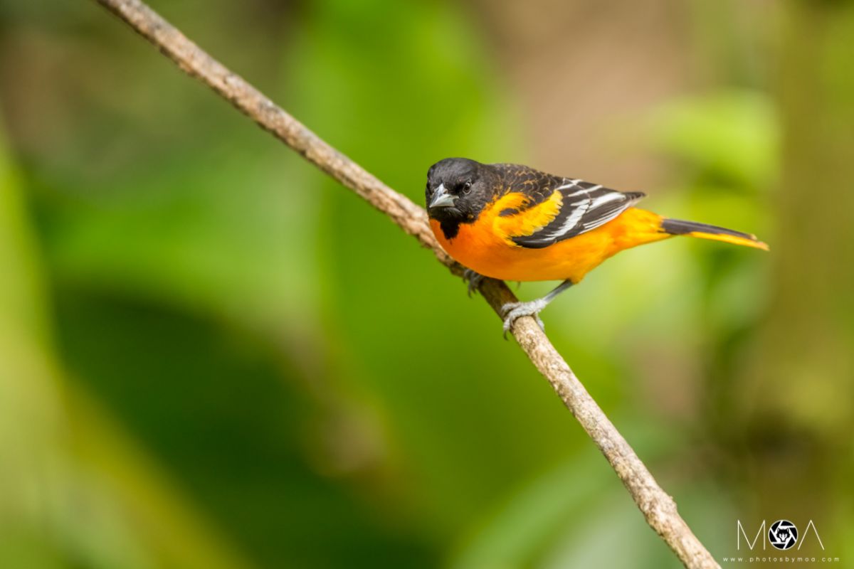 Baltimore Oriole