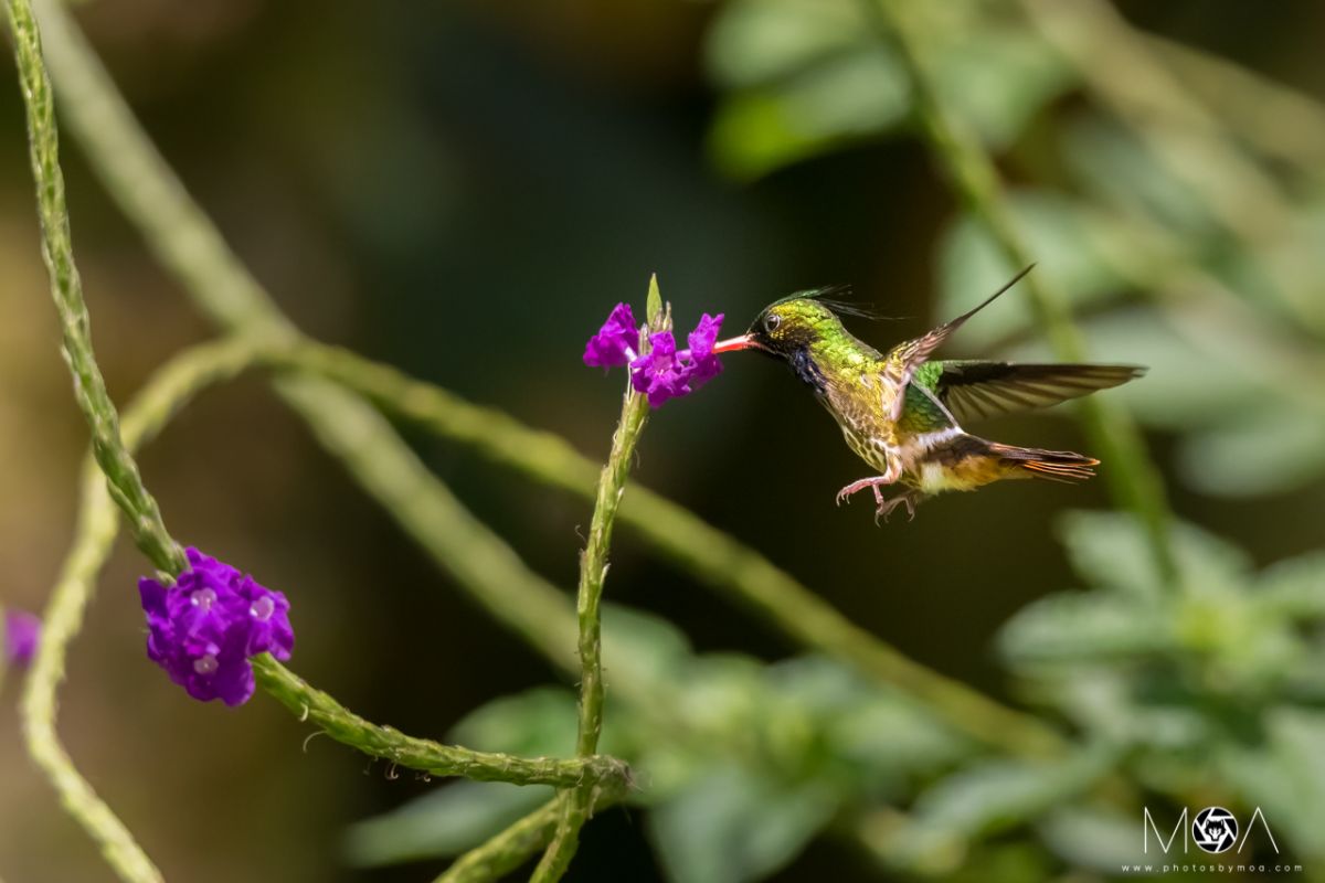 Black-crested Coquette